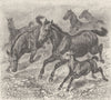 UNGULATES. The tarpan 1894 old antique vintage print picture