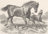 HORSES. German half-bred horse, Percheron 1894 old antique print picture