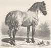 HORSES. Cart-horse 1894 old antique vintage print picture
