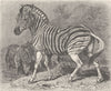 ANIMALS. Burchell's zebra 1894 old antique vintage print picture