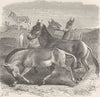 UNGULATES. Tibetan ass, or kiang  1894 old antique vintage print picture