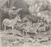 UNGULATES. Troop of Persian asses 1894 old antique vintage print picture