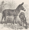 UNGULATES. The African wild asses 1894 old antique vintage print picture