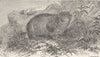 UNGULATES. Syrian hyrax 1894 old antique vintage print picture