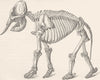 INDIA. Skeleton of Indian elephant 1894 old antique vintage print picture