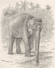 INDIA. Indian elephant drinking 1894 old antique vintage print picture