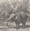 INDIA. Indian elephants enjoying themselves 1894 old antique print picture