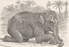INDIA. Indian elephant kneeling 1894 old antique vintage print picture