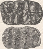 INDIA. 2 molar teeth of Indian mastodons  1894 old antique print picture