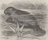 SIRENIA. The American Manati 1894 old antique vintage print picture