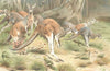 ANIMALS. The red kangaroo 1894 old antique vintage print picture