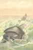 GREENLAND. The Greenland whale 1894 old antique vintage print picture