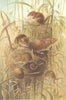 RODENTS. Harvest mouse 1894 old antique vintage print picture
