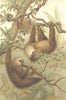 MAMMALS. The two-toed sloth 1894 old antique vintage print picture