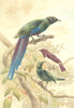 BIRDS. Glossy starlings 1894 old antique vintage print picture