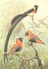 BIRDS. Weaver birds 1894 old antique vintage print picture