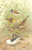 BUNTINGS. Reed; Yellow; Common; Lapland; Snow 1894 old antique print picture