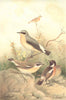 BIRDS. Wheatear, Stonechat & Whinchat 1894 old antique vintage print picture