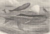 WHALES. Humpback whales disporting 1894 old antique vintage print picture