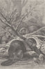 UNITED STATES. Beavers at work 1894 old antique vintage print picture