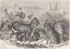 BIRDS. a scene in South America with Rheas & Patagonian Cavies 1894 old print