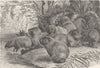 RODENTS. A herd of Carpinchos  (Capybara) 1894 old antique print picture