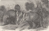 ANTEATERS. Cape Aardvarks at home. South Africa 1894 old antique print picture