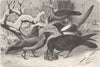BIRDS. Crows. Jackdaw; Rook; Grey; Magpie; Raven 1894 old antique print