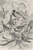 BIRDS. Tits. Great Tit; Blue Tit; Crested Tit; Marsh-Tit; Coal-Tit 1894 print