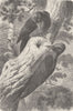 BIRDS. Great black woodpeckers exploring 1894 old antique print picture