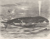 GREENLAND. The Greenland whale 1894 old antique vintage print picture