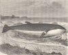 WHALES. The lesser fin-whale 1894 old antique vintage print picture