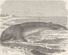 WHALES. The Common fin-whale, from a stranded specimen 1894 old antique print