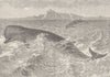 WHALES. Bottlenose-whale 1894 old antique vintage print picture