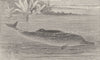 CETACEANS. The Gangetic dolphin. Ganges. India 1894 old antique print picture