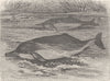 CETACEANS. The Amazonian dolphin 1894 old antique vintage print picture