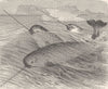 CETACEANS. A school of narwhals 1894 old antique vintage print picture