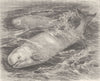 WHALES. The white whale 1894 old antique vintage print picture
