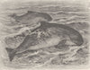 CETACEANS. The common porpoise 1894 old antique vintage print picture
