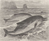CETACEANS. The common dolphin 1894 old antique vintage print picture