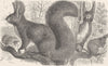 RODENTS. The European squirrel 1894 old antique vintage print picture