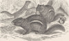 RODENTS. The common chipmunk 1894 old antique vintage print picture