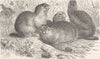 RODENTS. The common suslik 1894 old antique vintage print picture