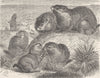 RODENTS. The prairie-marmot 1894 old antique vintage print picture