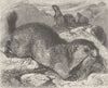 RODENTS. The alpine marmot 1894 old antique vintage print picture