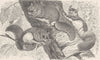 RODENTS. American flying squirrel 1894 old antique vintage print picture