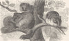 RODENTS. Squirrel-tailed dormouse & garden dormouse 1894 old antique print