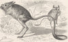 RODENTS. The Kirghiz jerboa 1894 old antique vintage print picture