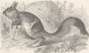 HARES. The African jumping hare 1894 old antique vintage print picture