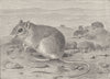RODENTS. Egyptian gerbil 1894 old antique vintage print picture